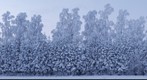 White frost covered fir and birch trees just after sunset near Sigulda. Latvia.