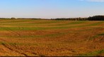 Harvested cornfield near Dzhukstes (Džūkstes) manor-house. Dobeles district. Latvia.