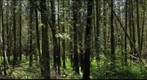 Miller Creek Wetlands