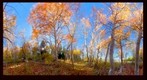 Aspen Grove 360