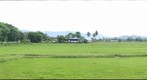Paddy Field, Air Papan, Mersing.