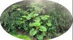Mount Ka`ala Gunnera - reissue
