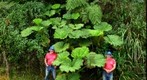 Self Portrait with Gunnera