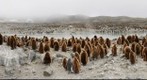 King Penguins at St Andrews Bay, South Georgia