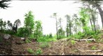 Algonquin Park - Brent Station - Cut site - 120602