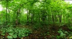 Algonquin Park - Brent Station - UnCut site - 120602