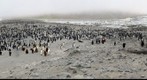 King Penguins and Elephant Seals, St Andrew Bay, South Georgia