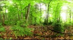 Algonquin Park - Achray Station - Cut site - 120603