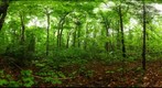 Algonquin Park - Achray  Station - UnCut site - 120603