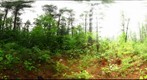 Algonquin Park - Basin Depot - Cut site - 120604