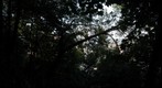 Pittsburgh through the trees