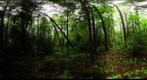 Algonquin Park - Basin Depot - UnCut site - 120604