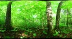 Algonquin Park - Rock Lake - Cut site - 120605