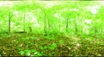 Algonquin Park - Rock Lake - UnCut site - 120605
