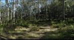 Bluegum Walk Hornsby - Saddle