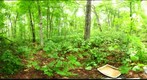 Algonquin Park -Oxtongue - Cut site - 120608