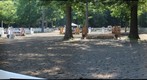 Saratoga Classic 1b