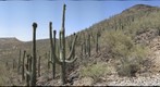 Saguaros with Fruit, Looking South from Tumamoc Road