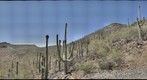 Saguaros with Fruit #2 Looking South from Tumamod Road