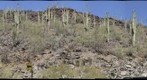 Saguaros on ridge with Tumamoc Summit in the Background