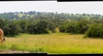 Giraffes at Akagera National Park