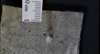Diptera tipulidae 936