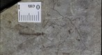 Diptera tipulidae 2026
