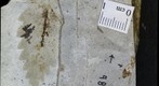 Diptera tipulidae 638b