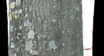 Tree at West liberty University
