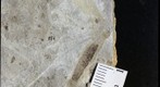 Diptera tipulidae 2227a