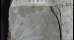 Diptera tipulidae 2227b
