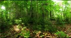 Algonquin Park - Achray Station - Cut site - 120610