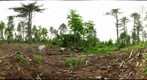 Algonquin Park - Brent Station - Cut site - 120609