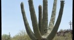 Saguaro Cactus with Fruit