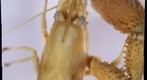Shrimp Test