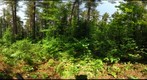 Algonquin Park - Basin Depot - Cut site - 120611