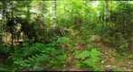 Algonquin Park - Basin Depot - UnCut site - 120611