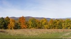 Fall Color
