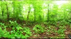 Algonquin Park - Rock Lake - Cut site - 120611