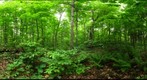 Algonquin Park - Brent Station - UnCut site - 120609