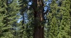 The Largest Tree in the World