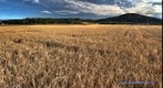 Campo de trigo en Alcalá