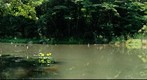 Hunting of kingfisher
