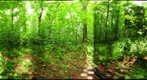 Algonquin Park -Oxtongue - Uncut site - 120608