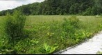 Cranesville Swamp
