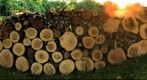 Stump pile in my backyard (Kildeer, IL)