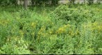 Education garden 2