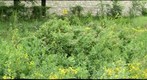 Education garden 1