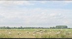 Nederhorst den Berg 1