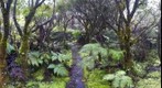 Mount Ka`ala Boardwalk